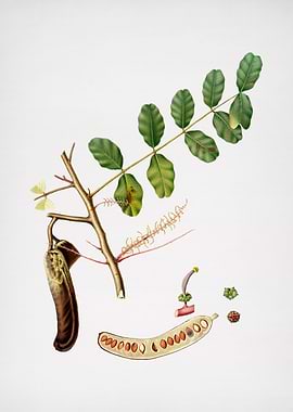 Vintage Fruit Illustration