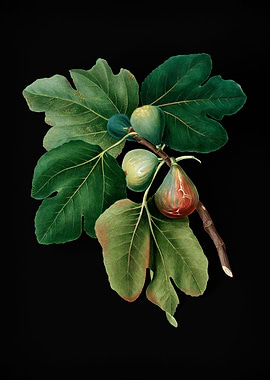 Vintage Fruit Illustration