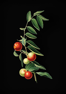 Vintage Jujube Poster