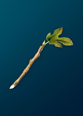 Vintage Fig Branch Poster
