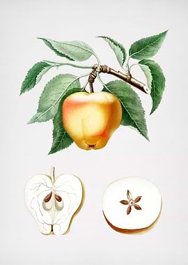 Vintage Apple Illustration