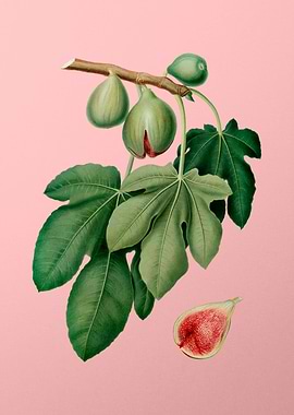Vintage Botanical on Pink
