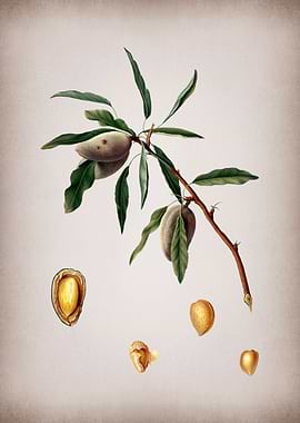 Botanical Illustration Art