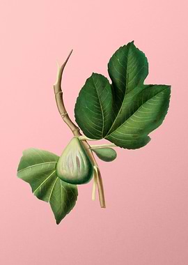 Vintage Botanical on Pink