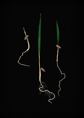 Vintage Date Palm Poster