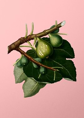 Vintage Botanical on Pink