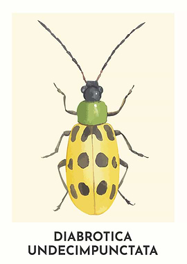 Spotted Cucumber Beetle
