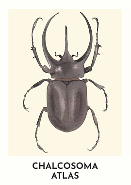 Atlas Beetle