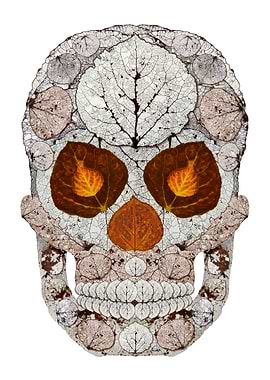Aspen Leaf Skull 11