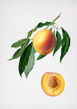 Vintage Peach Illustration