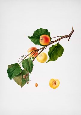 Vintage Peach Illustration