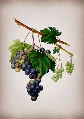 Vintage Grape Vines Poster
