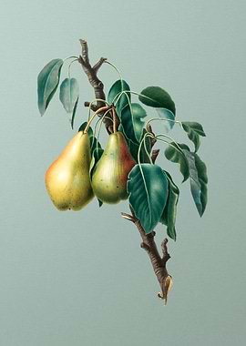 Vintage Lemon Pear Poster