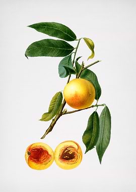 Vintage Peach Illustration