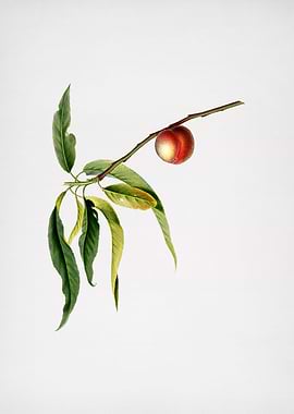 Vintage Peach Illustration