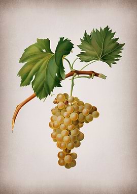 Vintage Grape Vines Poster