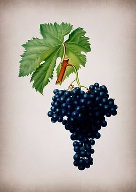 Vintage Grape Vines Poster