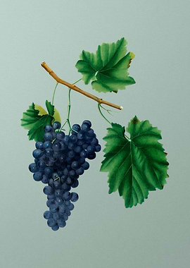 Vintage Grapes Botanical