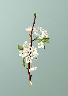 Vintage Musky Pear Flower