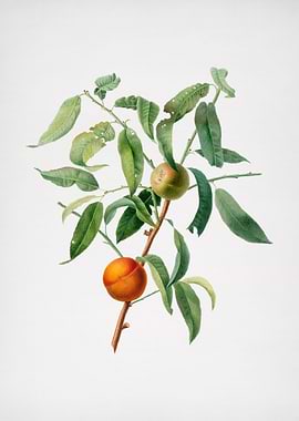 Vintage Peach Illustration