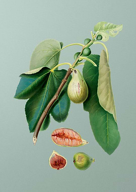 Vintage Monaco Figs Poster