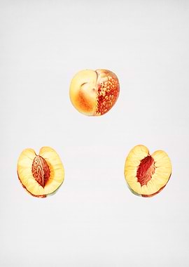 Vintage Nectarine Fruit