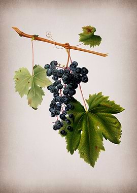 Vintage Grape Vines Poster