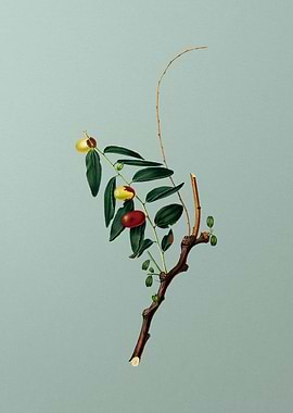 Vintage Jujube Botanical