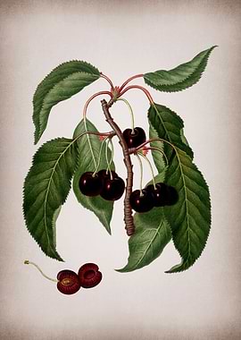 Vintage Cherry Botanical