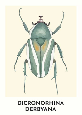 Dicronorhina Derbyana