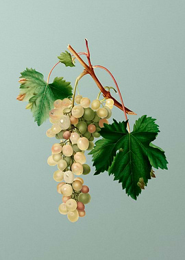 Vintage Grapes Botanical