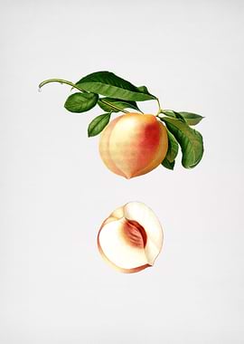 Vintage Peach Illustration