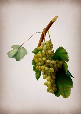 Vintage Grape Vines Poster