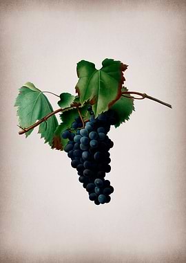 Vintage Grape Vines Poster