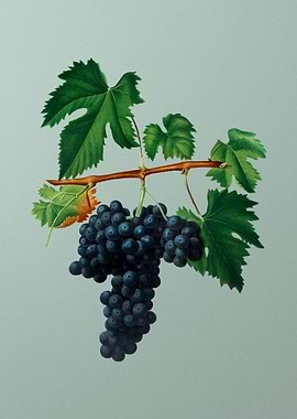 Vintage Grapes Botanicals