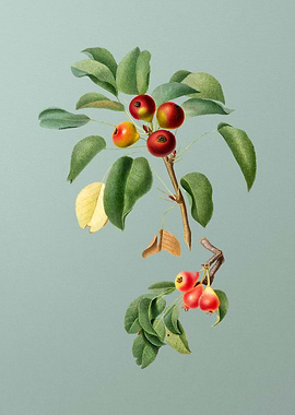 Vintage Musky Pear Fruit