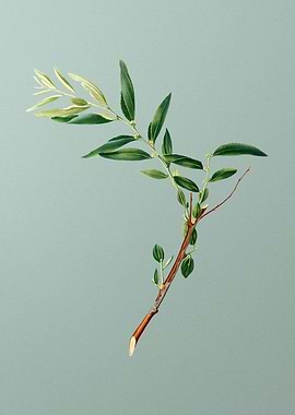 Vintage Jujube Botanical