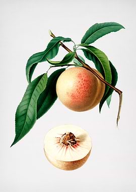 Vintage Peach Illustration