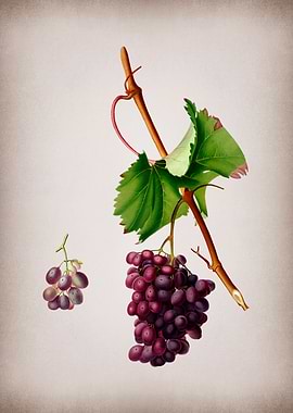Vintage Grape Vines Poster