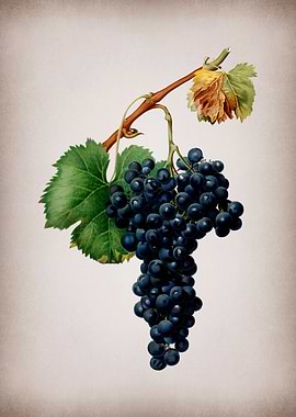 Vintage Grape Vines Poster