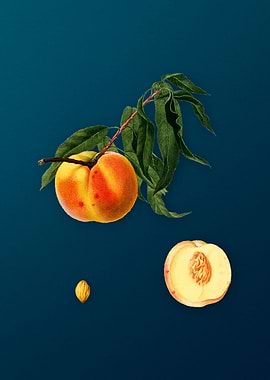 Vintage Peach Fruit Poster