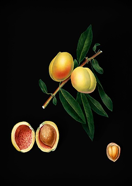 Vintage Peach Fruit Poster