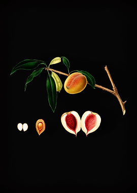 Vintage Peach Fruit Poster