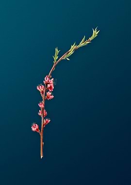 Vintage Peach Fruit Flower