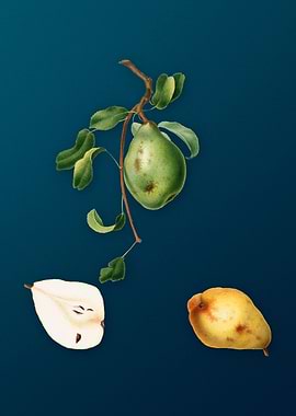 Vintage Pear Fruit Poster