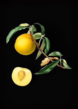 Vintage Peach Fruit Poster
