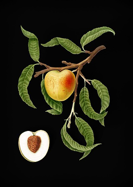 Vintage Peach Fruit Poster