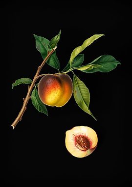 Vintage Peach Fruit Poster