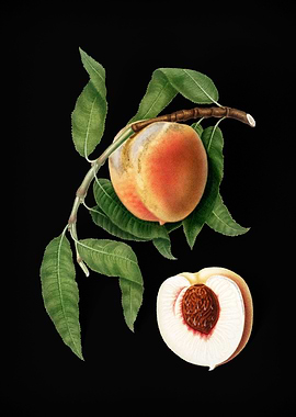 Vintage Peach Fruit Poster