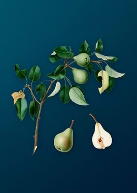 Vintage Pear Fruit Poster